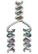 DNA synthesis Starting with S phase, each chromosome that appears will be two sister chromatids.