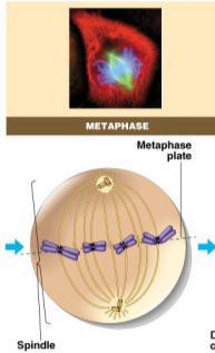 The microtubules will attach to the kinetochores. Note: if not mentioned, these events are considered to occur in prophase.