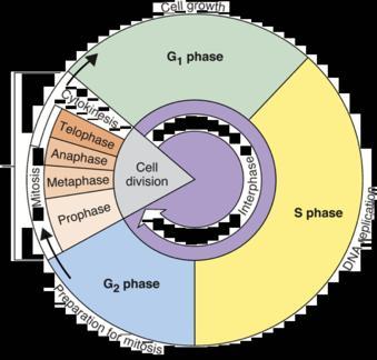 Later in prometaphase, the nuclear envelope will fragment. Metaphase. The spindle is complete, and the chromosomes, attached to microtubules at their kinetochores, are all at the metaphase plate.