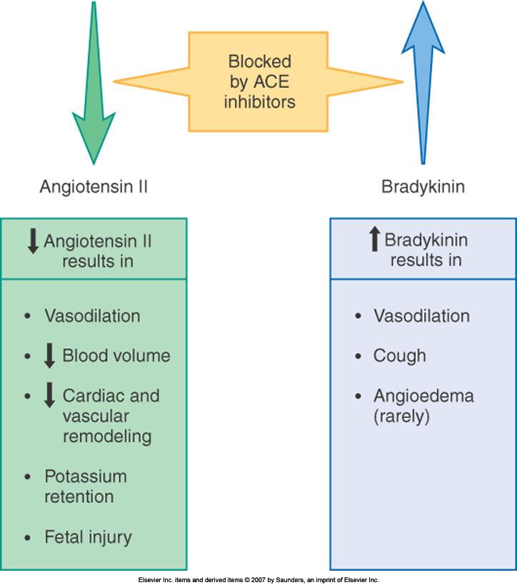 ACE Inhibitors Action Inhibits Angiotensin II production Inhibits Bradykinin breakdown Therapeutic Uses Post MI, MI prevention Nephropathy tx and prophylaxis Heart Failure Pass the Kleenex (Trivia)