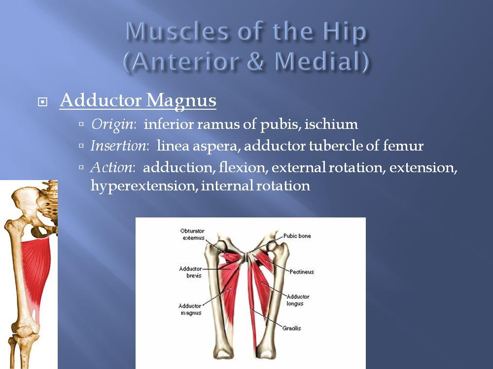 The adductor magnus is located anterior and posterior. Notice the origin is still on the pubis which is anterior, but it also has an origination point on the ischium which is posterior.
