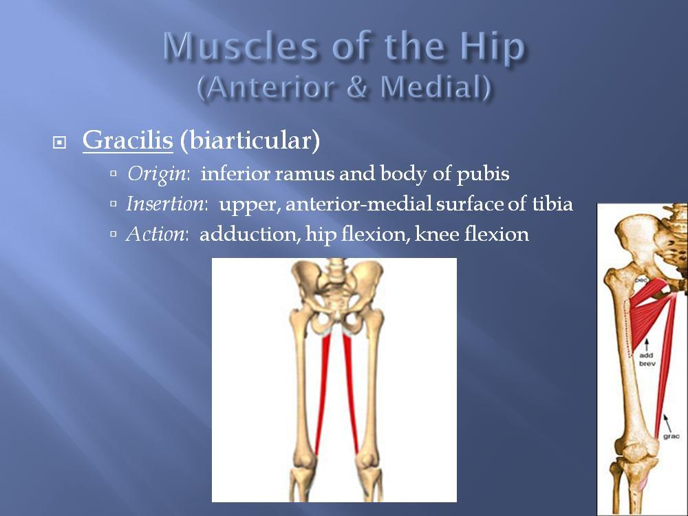 The gracilis is the long, thin, superficial muscle on the inside of your thigh and is the most medial