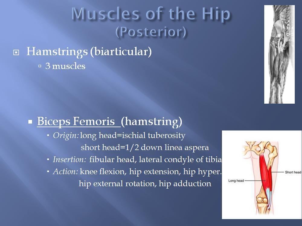 The biceps femoris is the most lateral of the 3 hamstring muscles.