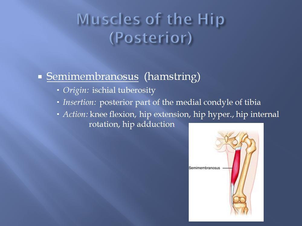 Semimembranosus is medial to the biceps