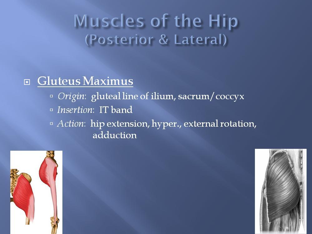The gluteus maximus is your butt muscle. Notice the origination point on the ilium is more superior than the sacrum/coccyx origin.