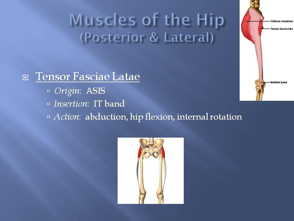 The tensor fasciae latae is a short muscle with a long, tendinous band on the lateral side of your thigh.