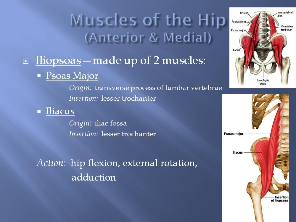 The psoas minor is medial to the psoas major. The iliacus is a fan-shaped muscle that when contracted helps bring the swinging leg forward in walking and running.
