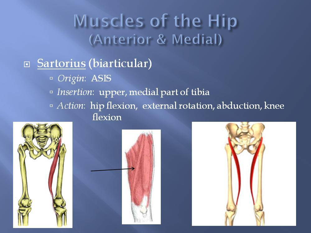 The sartorius is the longest muscle in the body and is also called the tailor s muscle because it is used when you sit with your leg crossed on top of the other leg, which is how tailors