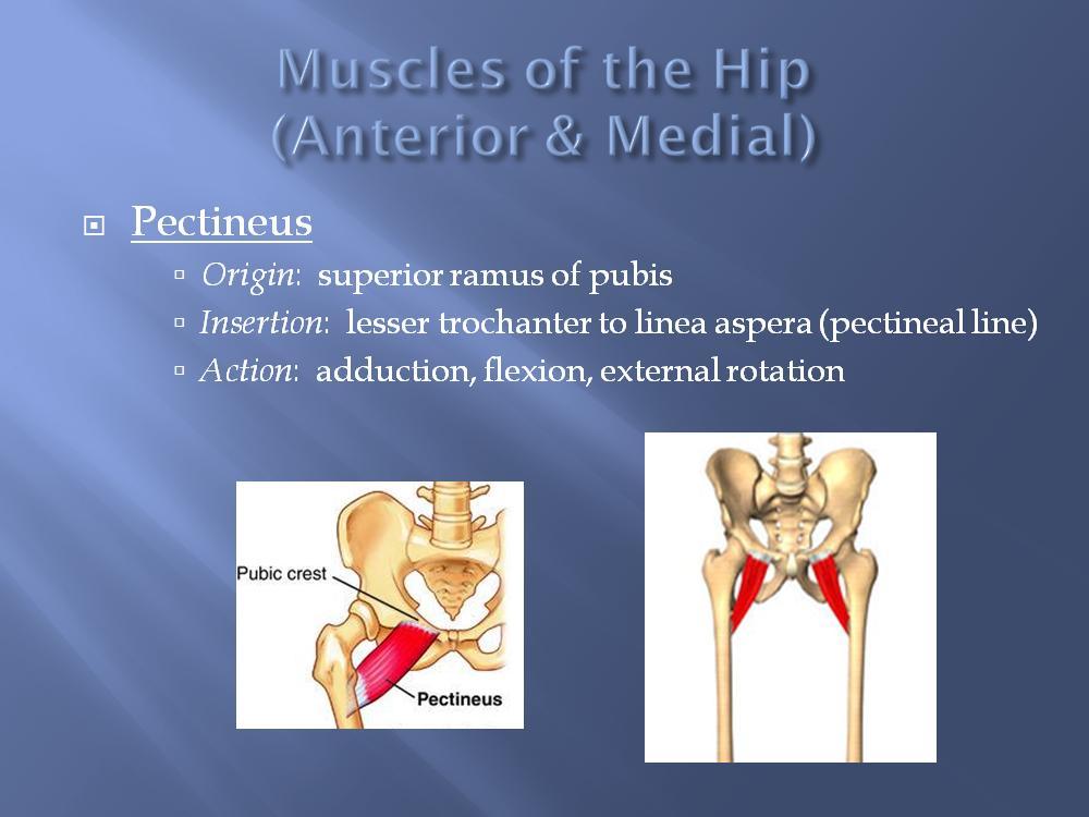 The pectineus is a medial muscle and the most superior of the adductor group (adductor brevis, longus, magnus) that comes off of the pubic bone.