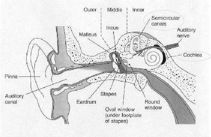 Figure 1.1: Cross-section of the human ear [3]. When sound reaches the inner ear through the eardrum, this phenomenon is called air conduction. This is the usual path of sounds to reach the eardrum.