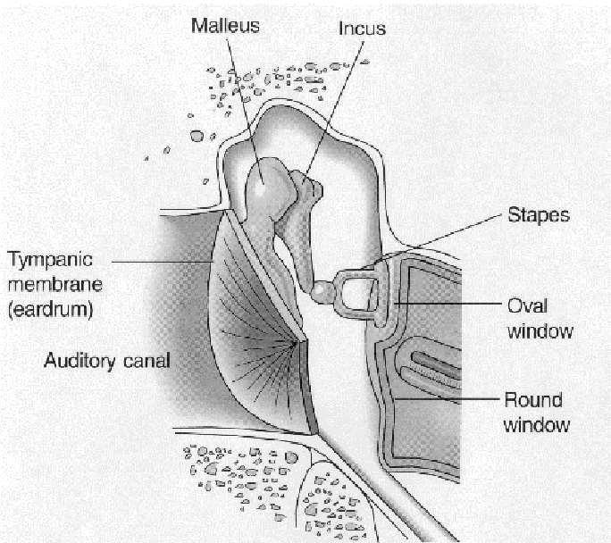 Figure 1.2: The middle ear [3]. 1.1.1.3 The inner ear The most important portion of the inner ear is the cochlea, shown in Figure 1.3. It is an approximately 35 mm long coiled tube.
