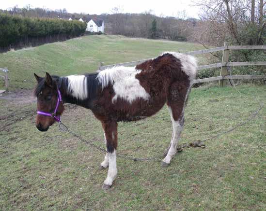 Let us inspire you to fundraise Have fun and help us save horses like Dora... When we found one year old Dora she was chained to a fence, with very poor grazing and no water or shelter.