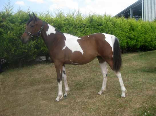 Thank you Dora one year later Contact us: World Horse Welfare, Anne Colvin House, Snetterton, Norfolk NR16 2LR UK t: +44 (0)1953 498682 e: info@worldhorsewelfare.