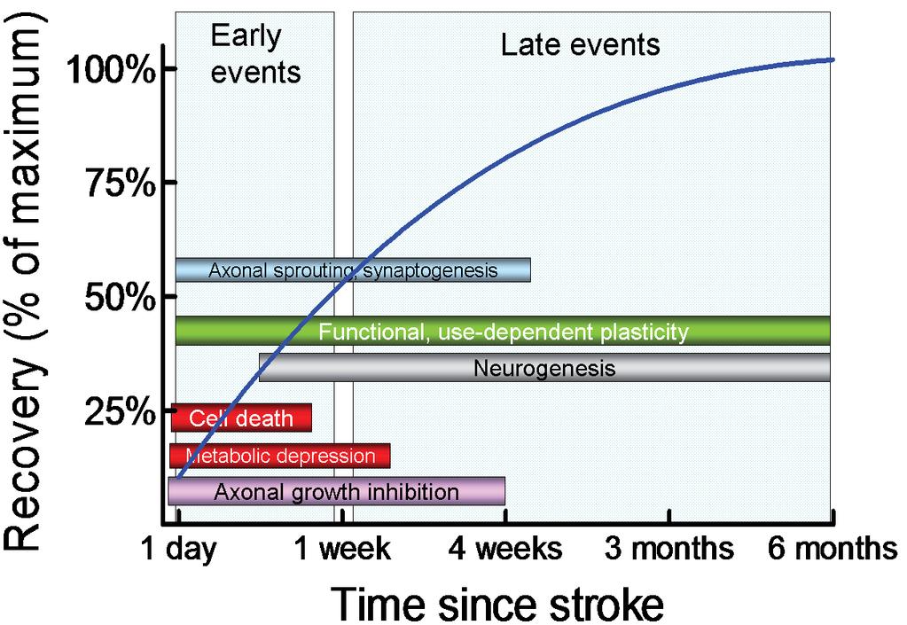 Post Stroke Brain Plasticity From animal experiments Several