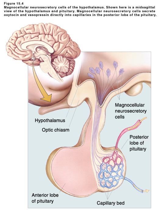 Chemical Control of Behavior and Brain 2 of 9 1) Basic structure and connections (a) note that the periventricular area contains the suprachiasmatic nucleus; therefore the connection to the retina is
