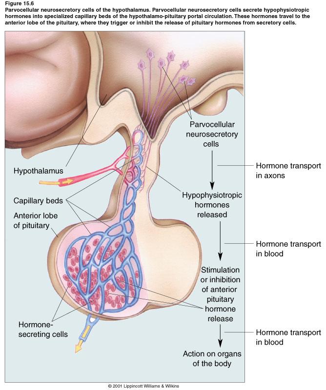 Chemical Control of Behavior and Brain 3 of 9 4) Hypothalamic control of the anterior pituitary (a) Anterior lobe of the pituitary is a gland it is the master gland and is connected to