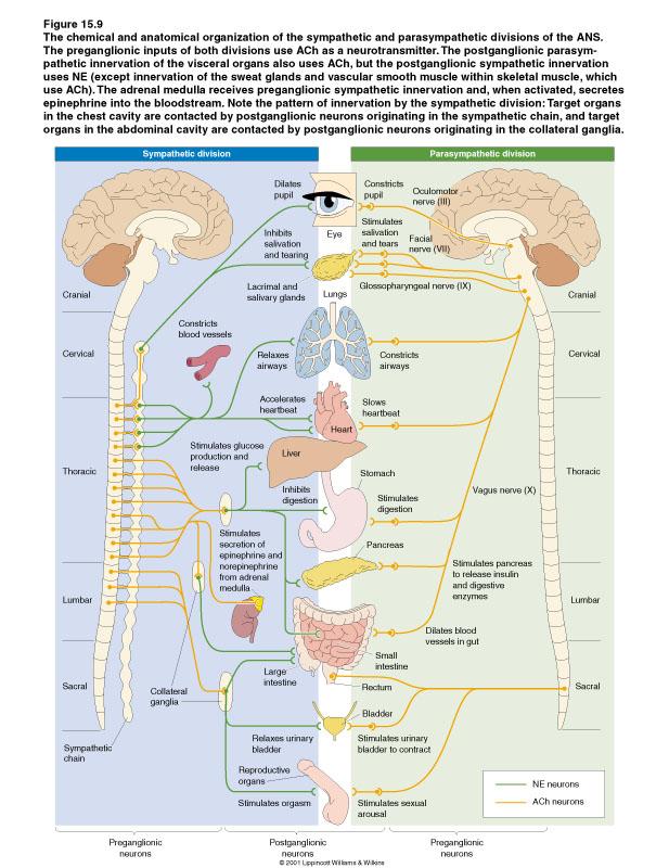 with lower motor neurons in the sympathetic chain (b) Parasympathetic (i) Preganglionic neurons in brainstem nuclei and sacral area of the spinal cord (ii)