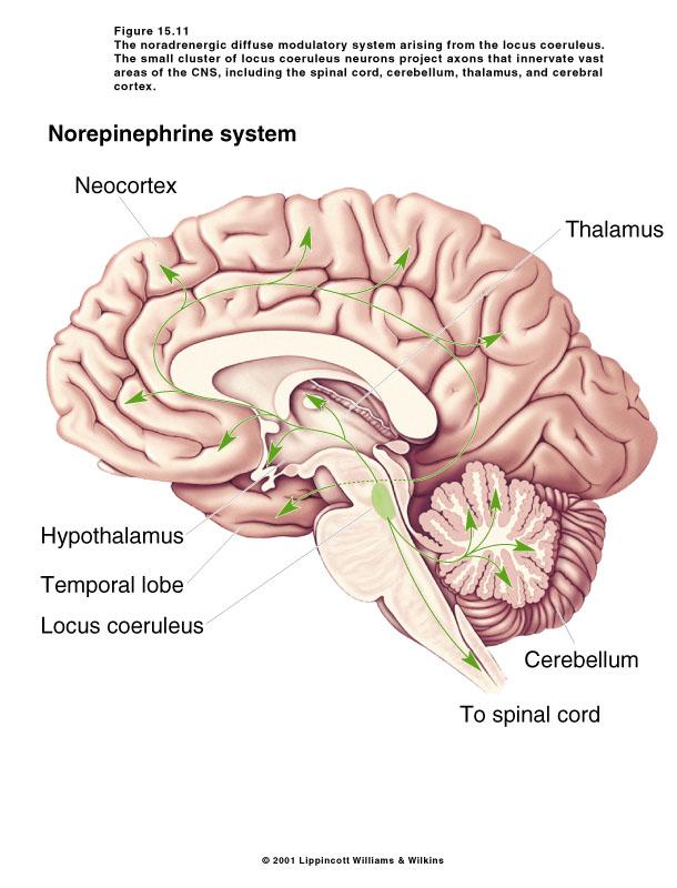 Chemical Control of Behavior and Brain 7 of 9 (a) Cortex (b) Thalamus (c) Hypothalamus (d) Olfactory bulb (e) Cerebellum (f) Midbrain (g) Spinal cord 3) Functions: most active when exposed to novel