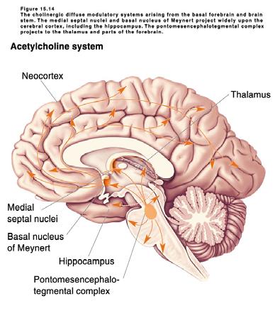 (i) Reward center (which will cover in chapter 18) (ii) Implicated in some psychiatric disorders (covered in chapter 21) F) Cholinergic basal forebrain and