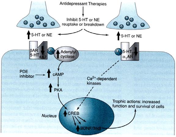 Postulated Neurotransmitter Receptor Hypothesis of Antidepressant Action Receptor Sensitivity Amount of NE Clinical