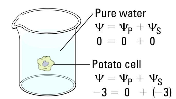 Over time, enough positive turgor pressure builds up to oppose the more negative solute potential of the cell. Eventually, the water potential of the cell (not just osmotic potential!