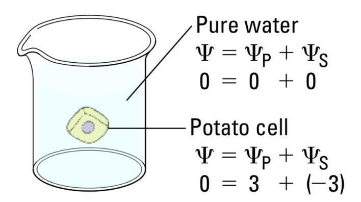 At this point, a dynamic equilibrium is reached and net water movement ceases (Figure 1b) Figures 1a-b: Plant cell in pure water.