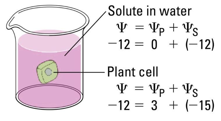 If solute is added to the water surrounding the plant cell, the water potential of the solution surrounding the cell decreases.