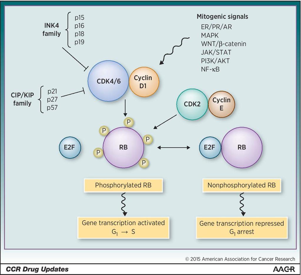 The role of CDK 4/6 in cell-cycle progression. Aki Morikawa, and N.