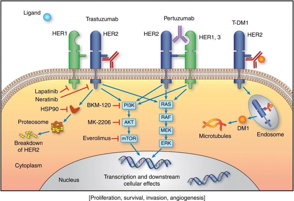How Do Anti-HER2 Therapies Work?