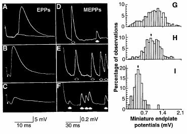 Quantal efficacy measured by amplitude of MEPPs Spontaneous MEPPs were assayed by adjusting the strength of suction electrode to stimulate one input repetitively (10 Hz) to cause an increase in MEPP