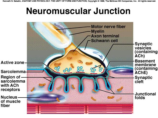 Synaptic Transmission at the Neuromuscular Junction Motor neurons with cell bodies in the spinal cord have long axons that branch near muscles.