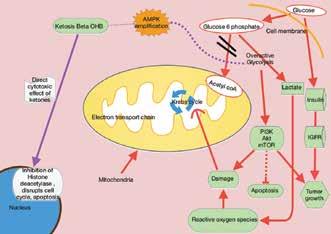Figure 1. Ketogenic Diet Metabolic Pathways A possible explanation is that healthy tissue nutrition selectively delays tumor growth, while cancer cells are deprived of nutrition (carbohydrates).
