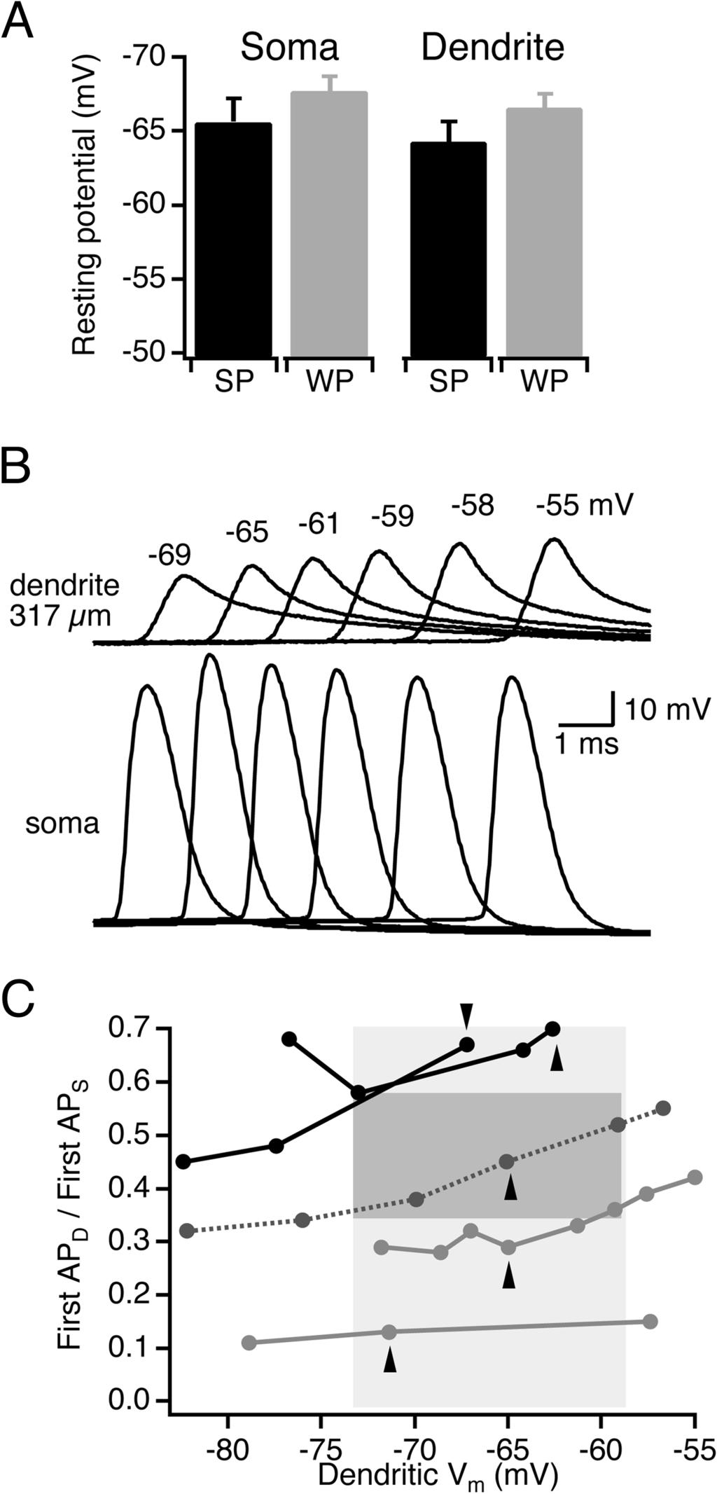 ACTION-POTENTIAL BACKPROPAGATION IN CA1 PYRAMIDAL NEURONS 3001 propagating action potential in a train as a function of distance from the soma.