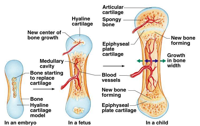 Long Bone Formation and