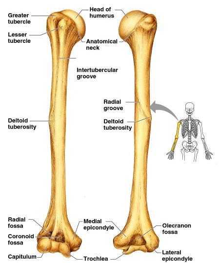 Bones of the Upper Limb The arm is formed by a single bone Humerus Copyright 2003