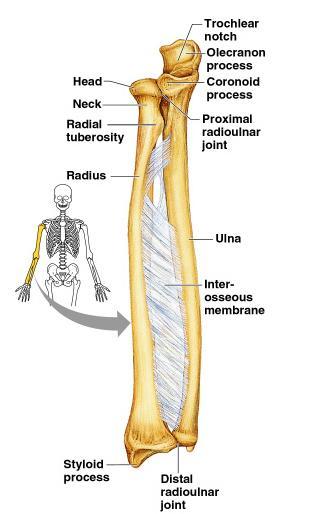 Bones of the Upper Limb The forearm has two bones Ulna Radius Copyright 2003