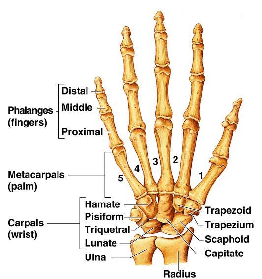 Bones of the Upper Limb The hand Carpals (8) wrist Metacarpals (5) palm Phalanges (5) fingers