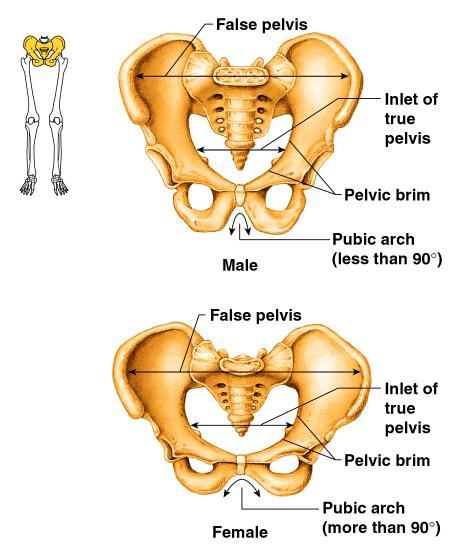 Gender Differences of the Pelvis Figure 5.