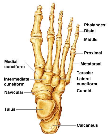 Bones of the Lower Limbs The foot Tarsals (Tarsus) (7) ankle Metatarsals sole Phalanges toes