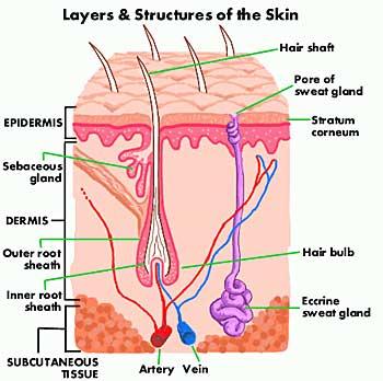 Skin Cancer Skin Cancer 1 There are many types of diseases. From a simple cold to the deadly disease Mesothelioma. Some diseases are almost harmless and some can kill you in less than a year.
