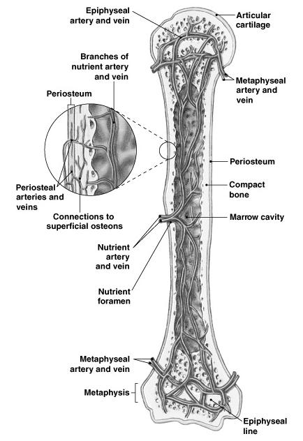 Mature Bones As long bone matures: osteoclasts enlarge marrow cavity osteons form around blood vessels in compact bone Blood Supply of Mature Bones 3 major sets of blood vessels develop Figure 6 12