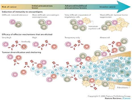 Adaptive Immunity: Cellular Immunity Antigen Presentation & T Cell Activation Infection (virus) Cancer Bad Antigen Antagonizing T cell activation (CD80,86) B7