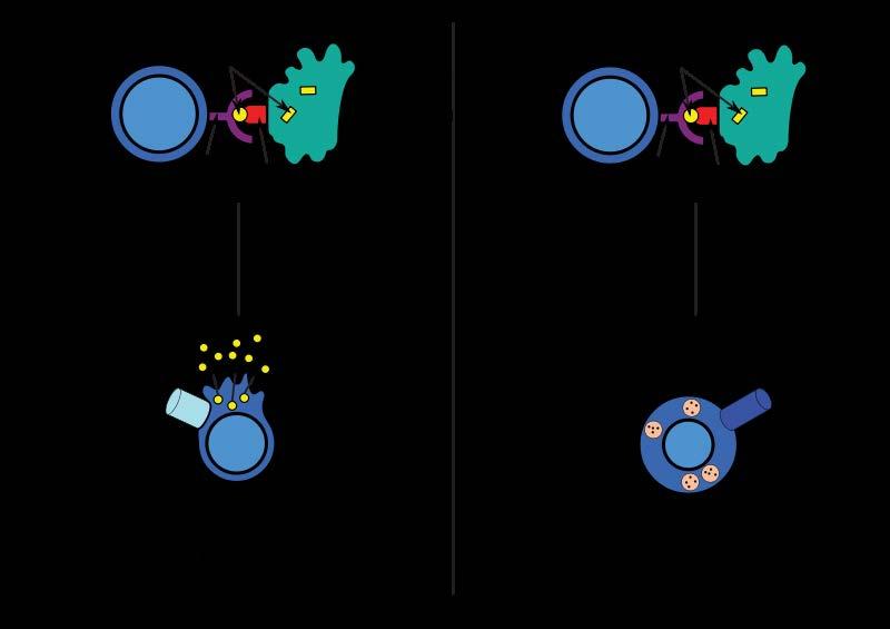 Adaptive Immunity: Cellular Immunity CD4/helper versus CD8/cytotoxic T cells Th1 versus Th2 CD4 T helper cells CD4 /