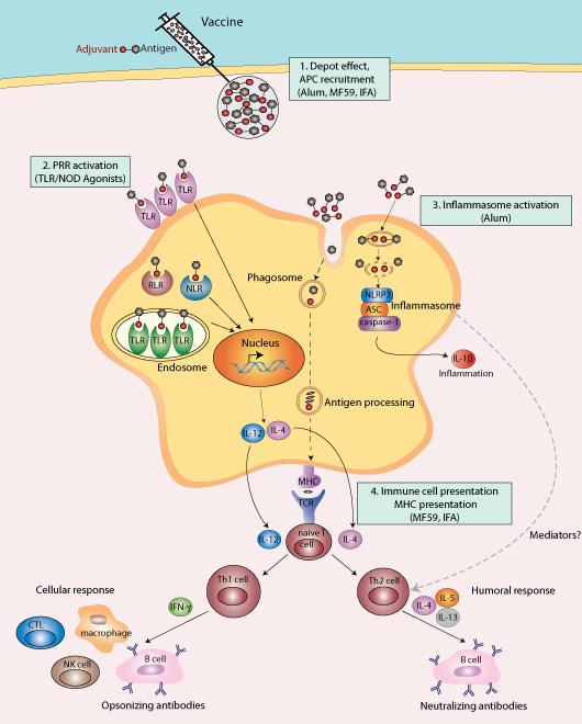 Protein/ VLP Adaptive Immune