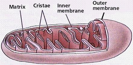 Mitochondrial structures Cristae: site of chemical reactions using embedded proteins (greatly increase the surface