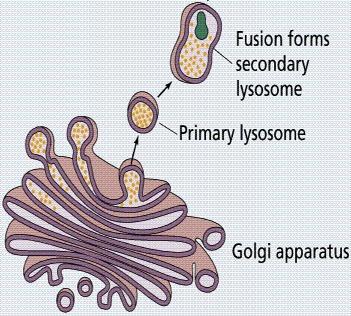 Lysosomes Membrane bound sacs that are used for digestion of various structures within the cell An acidic