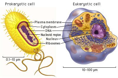 No nucleus Prokaryotic Cells No membrane bound organelles Has a nucleus Eukaryotic Cells Membrane bound organelles Unicellular Unicellular or multicellular Naked circular DNA, no chromosomes