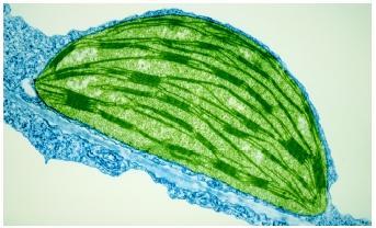 Chloroplast structures Stroma: chloroplast cytosol Lamella: membrane that attaches inner chloroplast structures Thylakoid