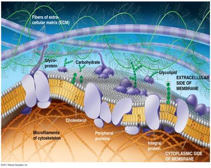 Extracellular Components Outside of the cell is called Extracellular Matrix (ECM)