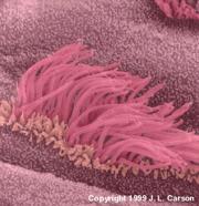 Cilia and Flagella Both are made of fine protein fibres Both can